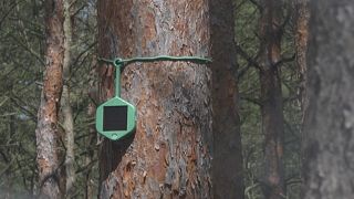 Sensors that can sniff out a wildfire minutes after it starts are being trialled in Brandenburg, the German region most hit by forest fires.