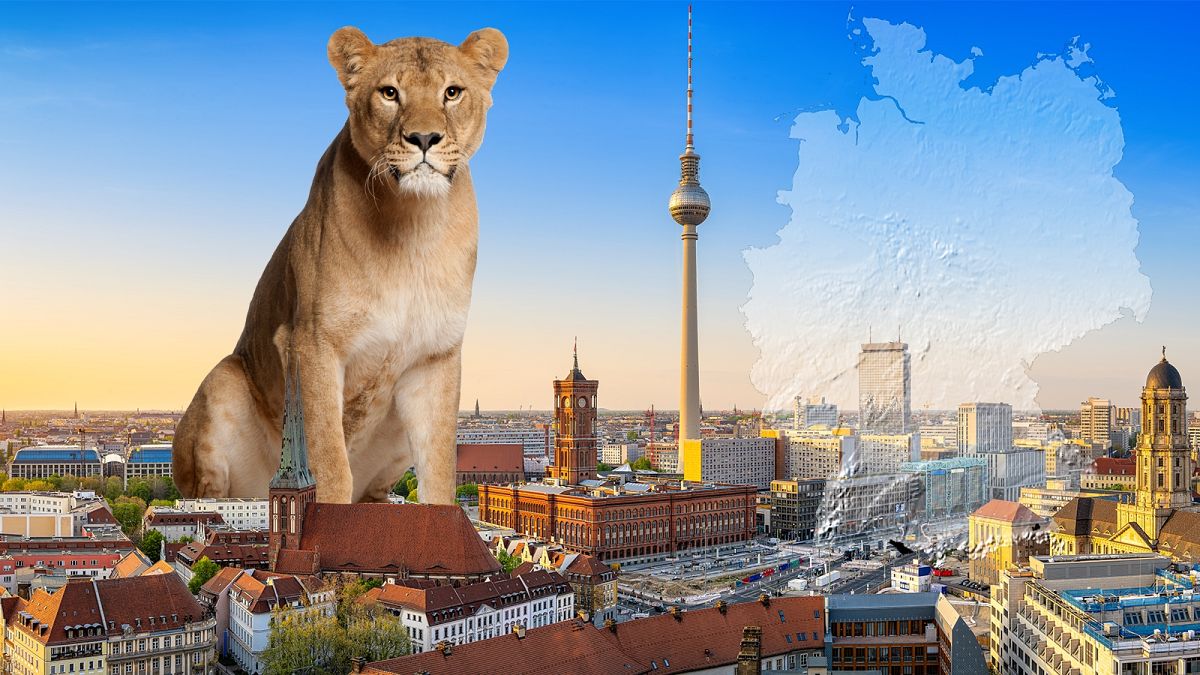 Lion on the loose: Big cat sighting triggers feline frenzy in Berlin