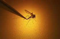 Mosquitoes are on the move as temperatures rise.
