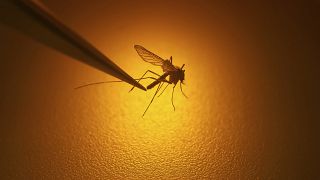 A Salt Lake City Mosquito Abatement District biologist examines a mosquito in Salt Lake City.