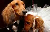 صورة من الارشيف- حفل زفاف للحيوانات الأليفة في نيويورك .