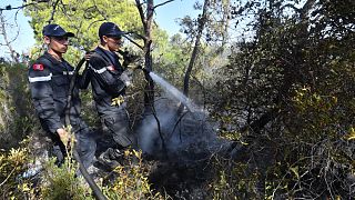 رجل إطفاء يرش الماء على أشجار محترقة لتبريدها إثر حريق ، في غابة في ملول بالقرب من طبرقة على الحدود التونسية الشمالية الغربية مع الجزائر، في 20 يوليو 2023،