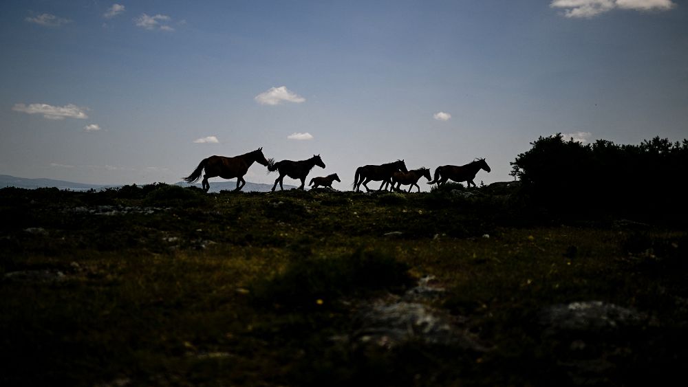 Espanha e Portugal estão a recrutar bisões e cavalos raros para reduzir o risco de incêndios