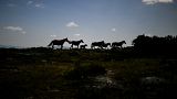 Силуэты лошадей "Garranos" в горах близ Виейра-ду-Минью, север Португалии