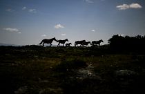 Siluetas de caballos "Garranos" en las montañas cerca de Vieira do Minho, norte de Portugal 
