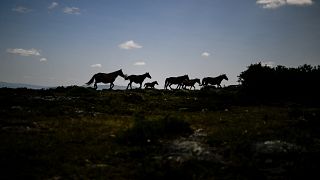 Silhouettes de chevaux "Garranos" dans les montagnes près de Vieira do Minho, au nord du Portugal 