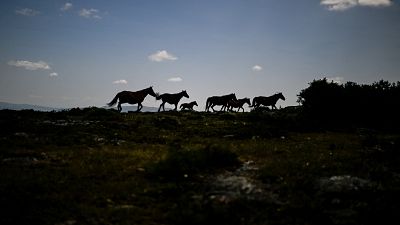 Silhuetas de cavalos "Garranos" nas montanhas perto de Vieira do Minho, no norte de Portugal 