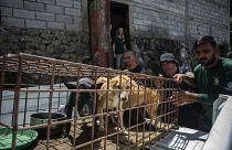 أعضاء من مجموعة (HSI) المناهضة للوحشية ضد الحيوانات، ينقلون كلابا من مسلخ في توموهون، شمال سولاويزي، إندونيسيا، الجمعة 21 يوليو 2023.