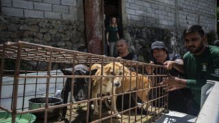 أعضاء من مجموعة (HSI) المناهضة للوحشية ضد الحيوانات، ينقلون كلابا من مسلخ في توموهون، شمال سولاويزي، إندونيسيا، الجمعة 21 يوليو 2023.