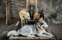 Hunde erfrischen sich an einem Brunnen in einem "Hundebereich" im Zentrum Roms (21. Juli 2023)