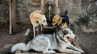 Hunde erfrischen sich an einem Brunnen in einem "Hundebereich" im Zentrum Roms (21. Juli 2023)