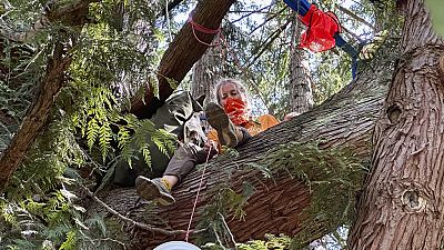 An activist going by the group name of 'Droplet' sits on limb of a Western red cedar tree in Seattle on Thursday, July 20, 2023.