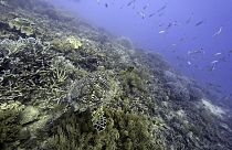کنش‌گران محیط زیست مخالف استخراج از معادن اعماق دریا هستند