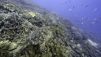 Uma tartaruga marinha nada sobre corais no recife Moore, em Gunggandji Sea Country, na costa de Queensland, no leste da Austrália