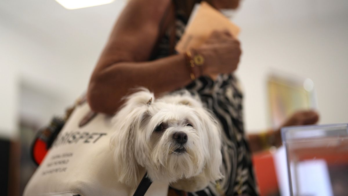 A woman carries her pet in a bag as she votes at a polling station in Madrid, Spain, Sunday July 23, 2023.