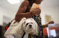 Una mujer transporta a su mascota en un bolso, mientras vota en un colegio electoral en Madrid, España, domingo 23 de julio de 2023.