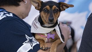 Dakota waits to receive free veterinarian services during an event celebrating dogs in Mexico City