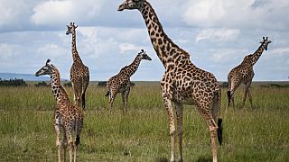 Kenya : les girafes Masaï menacées d'extinction