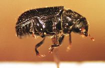 ينتقل وباء التيفوس عن طريق بعض الحشرات مثل القمل والبراغيث والعث