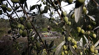 Des oliviers en Grèce, à l'ouest d'Athènes