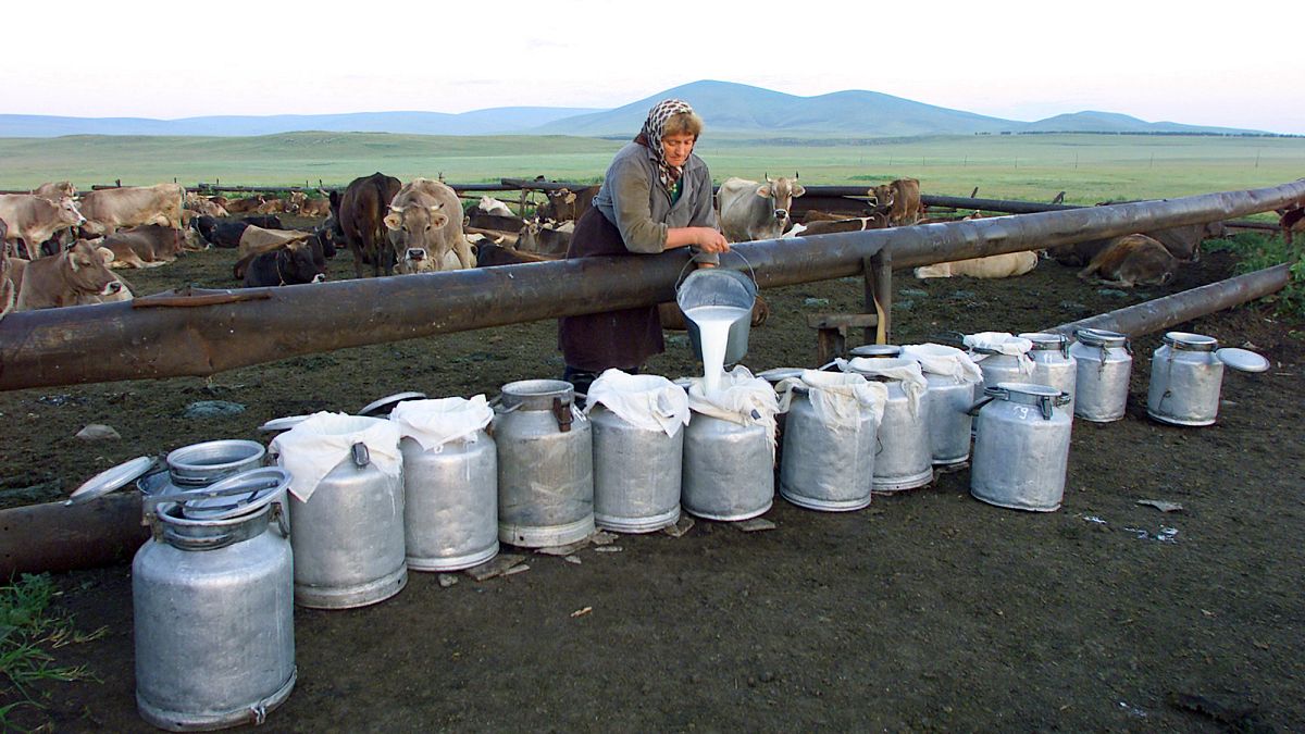 Woman pouring milk into barrels on a farm in Georgia to make traditional Georgian cheese