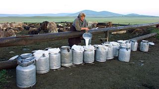 Woman pouring milk into barrels on a farm in Georgia to make traditional Georgian cheese