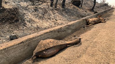 Animais mortos pelo fogo na berma de uma estrada da ilha de Rodes