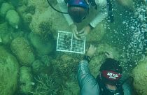 غواصون في مجموعة موت لزراعة الشعاب المرجانية في جنوب فلوريدا