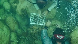 غواصون في مجموعة موت لزراعة الشعاب المرجانية في جنوب فلوريدا