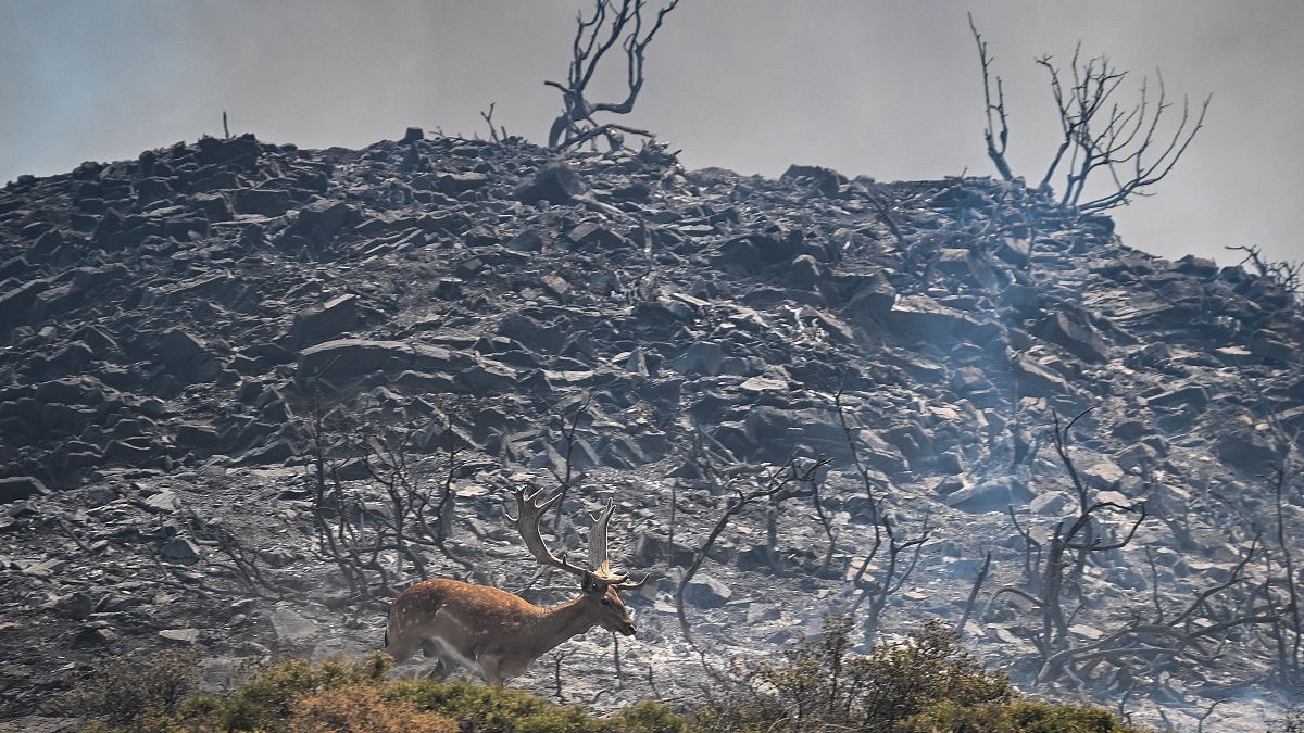 A dear stands among the remains of bushland after devestating wildfires on the Greek island of Rhodes