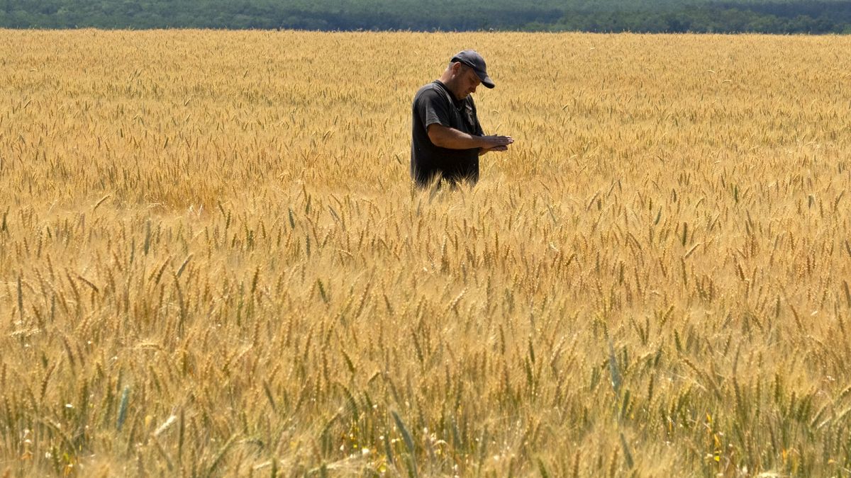 Ucrania es uno de los principales productores mundiales de trigo y maíz, de los que dependen decenas de países de renta baja.