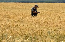 Ukraine is one of the world's top producers of wheat and maize, on which dozens on low-income nations depend.
