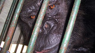  أنثى شمبانزي داخل قفص في أحد ملاجئ الحيوانات في العاصمة الكولومبية بوغوتا.