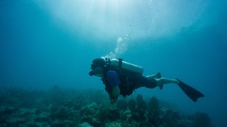 Wounded ex-soldiers are helping to restore a coral reef in Key West, Florida, USA.