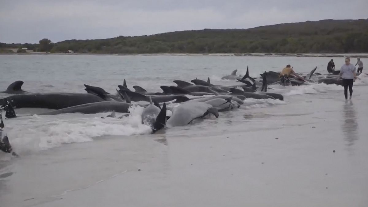 La manada, de casi 100 ballenas fue hallada en la playa de Cheynes, a unos 400 km al sureste de Perth.