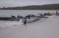 Baleias encalhadas em Cheynes Beach, Austrália
