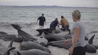 Специалисты и волонтёры пытаются помочь выбросившимся на берег морским млекопитающим.