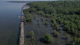 Brazilian landfill restored to mangroves