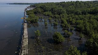 Brésil : une immense décharge réhabilitée en mangrove