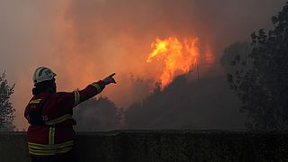 Akdeniz ülkelerindeki orman yangınları yaşam alanlarını tehdit ediyor