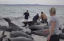 Ballenas varadas en la costa australiana.