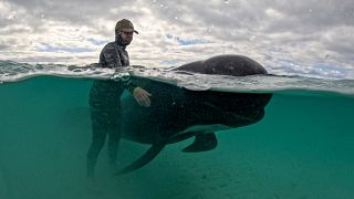 Mais de 50 baleias morreram depois de encalharem na praia de Cheynes, na Austrália Ocidental.