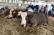 Vaches dans une ferme près de Rome, en Italie, en juillet 2023.