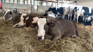 Vaches dans une ferme près de Rome, en Italie, en juillet 2023.