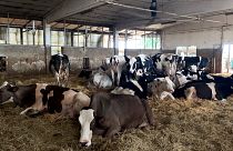 vacas descansando con el ventilador de techo puesto