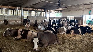 vacas descansando con el ventilador de techo puesto