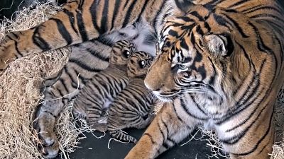 La madre de las crias de tigre de Sumatra da de mamar a los cachorros en el zoo de San Diego. 