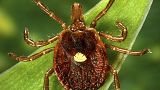 At least 100,000 people in the U.S. have become allergic to red meat since 2010 after being bitten by a female Lone Star tick, found mainly in the Southeast.