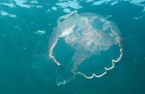 Una medusa Luna se muestra, Sábado, 30 de julio 2011 frente a las costas de Pompano Beach, Fla. 