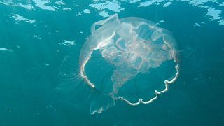 Una medusa Luna al largo delle coste di Pompano Beach, in Florida